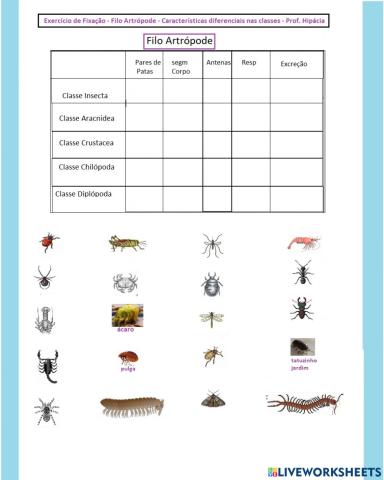 Filo Artrópode - Características das classes