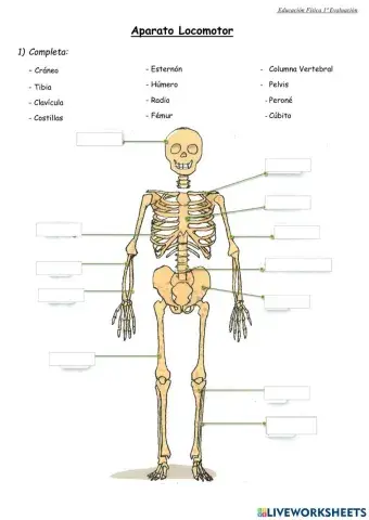 Control Salud 4º Primaria