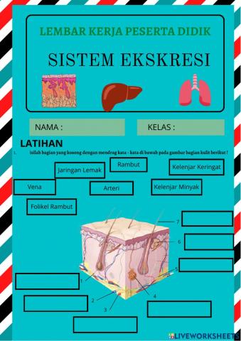Sistem ekskresi manusia