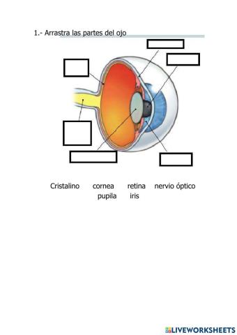 Partes del ojo