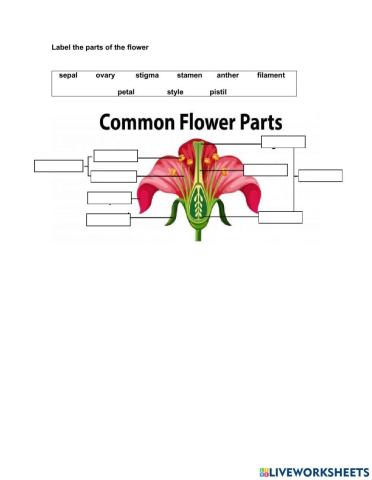 Parts of the flower