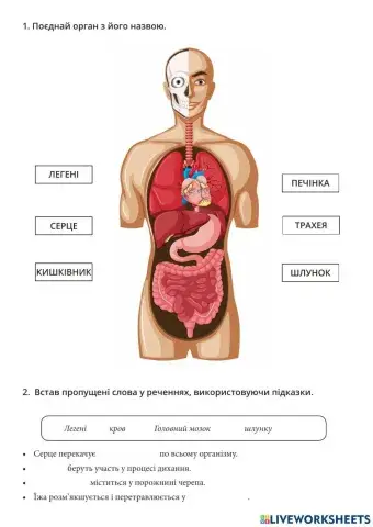 Органи тіла