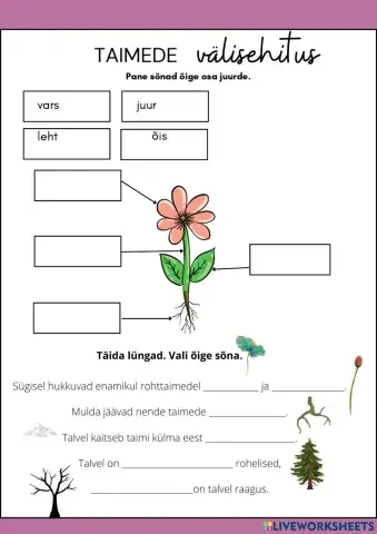 Taimede välisehitus. Taimed talvel