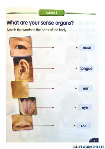 5 senses