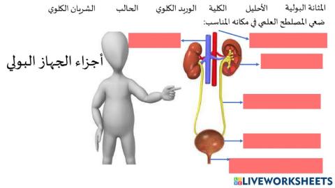 اجزاء الجهاز البولي