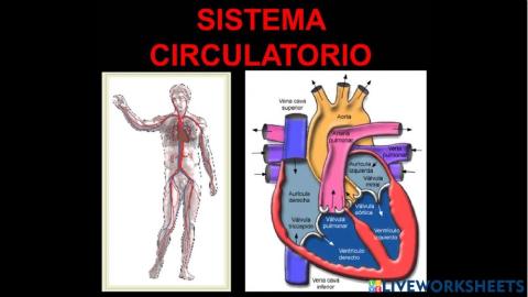 Bits sistema circulatorio