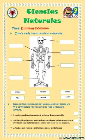 El sistema locomotor