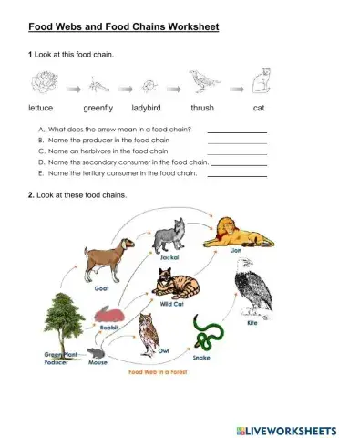 Food Web and Food Chain