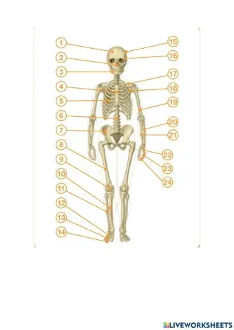 Huesos del esqueleto