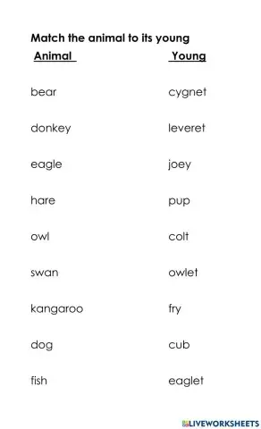 Animals and Their Young