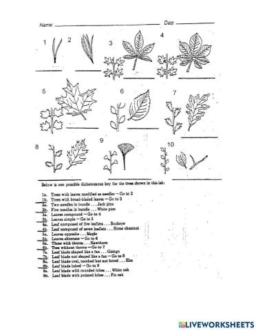 Leaf Dichotomous Key