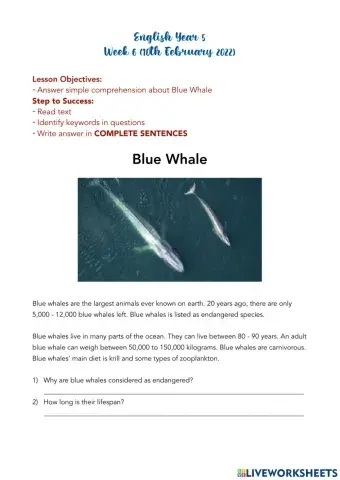 Blue Whale