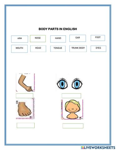 Body parts in english