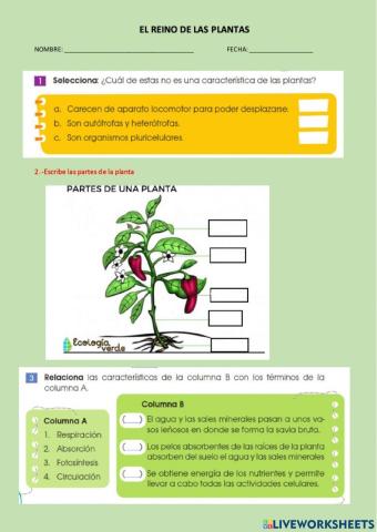 El reino de las plantas