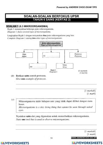 Microorganism Y6