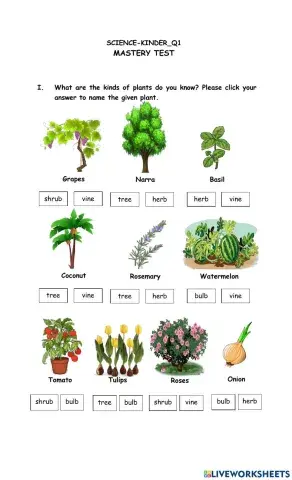 Wonderful plants