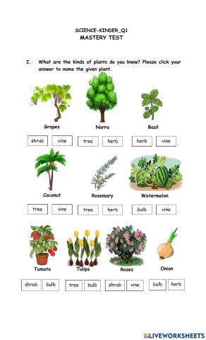 Wonderful plants