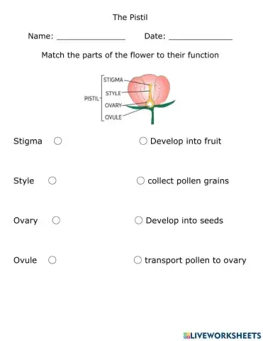 Functions of the Pistil
