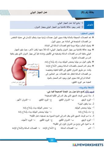 عمل الجهاز البولي