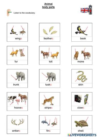 Animal body parts