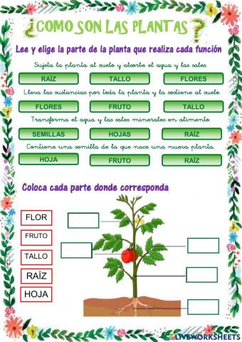 Partes de las plantas