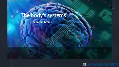 The body's systems. The Human Brain.