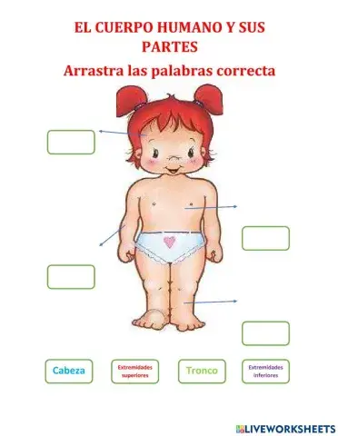 Partes del cuerpo