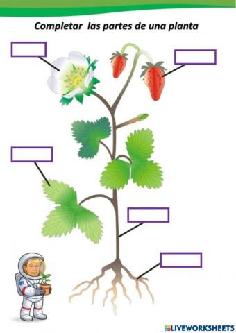 Partes de la planta