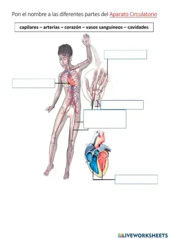 El aparato circulatorio