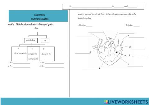 ระบบหมุนเวียนเลือด