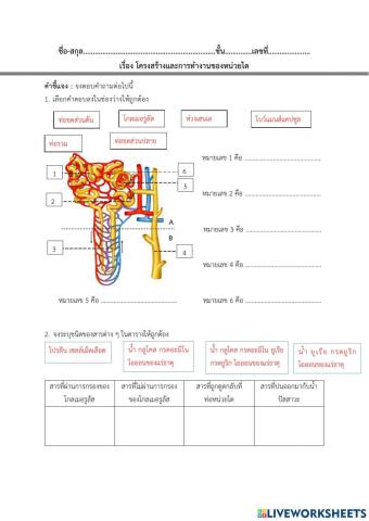 โครงสร้างหน่วยไต