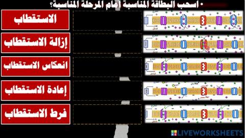 الاتقطاب و جهد الفعل