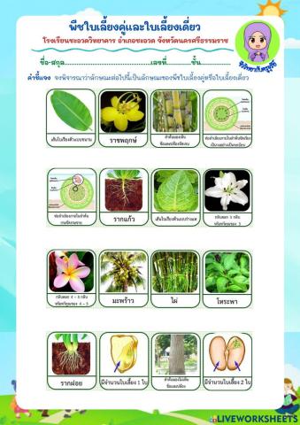 พืชใบเลี้ยงคู่และใบเลี้ยงเดี่ยว