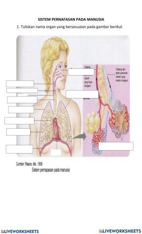 LKPD Sistem Pernafasan