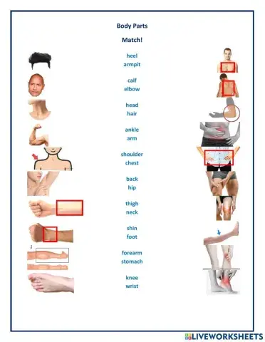 More Body Parts!