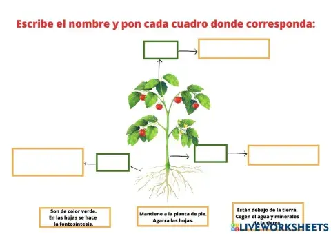 Partes de la planta