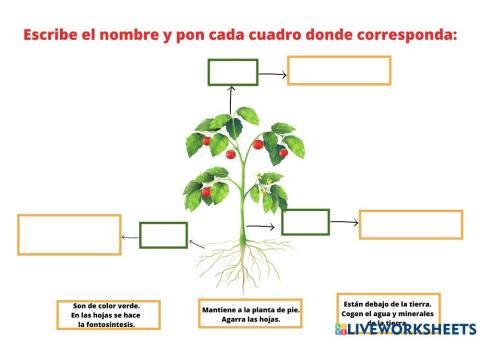 Partes de la planta
