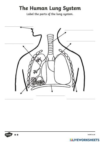 RESPIRATORY SYSTEM