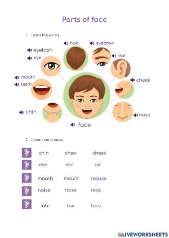 Parts of face