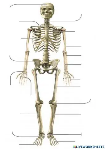 Il sistema scheletrico