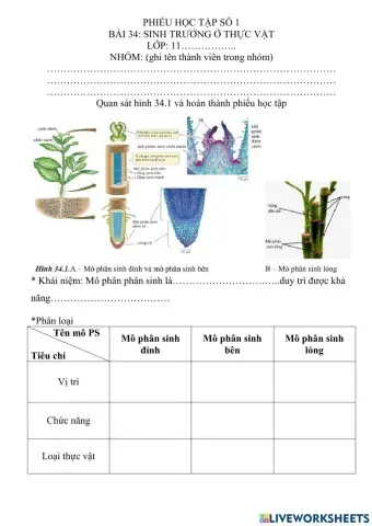 Sinh trưởng ở thực vật