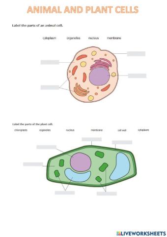 Animal and plant cells