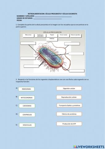 Ficha de trabajo sobre celulas