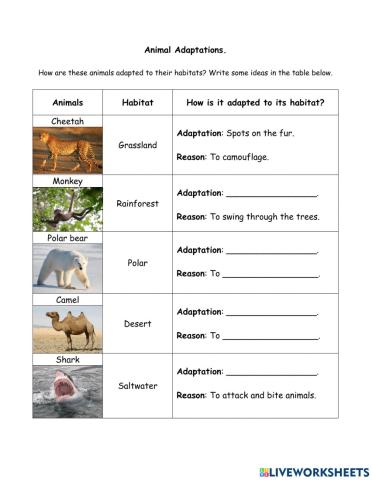 Animal Adaptations