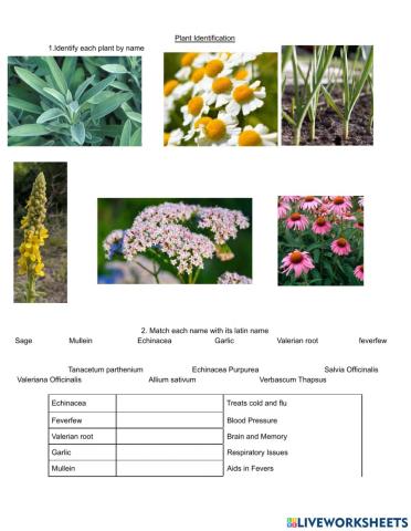 Plant Identification 2.0