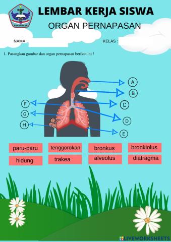 Sistem pernapasan manusia