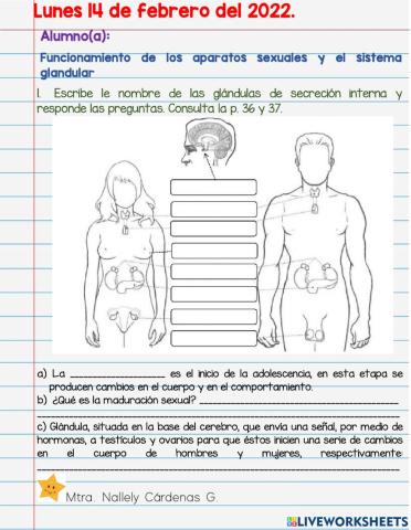 Funcionamiento de los aparatos sexuales y el sistema glandular