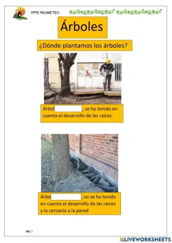 Árboles, dónde plantarlos