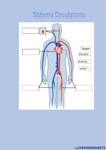 Sistema Circulatorio