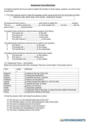Anatomical Terms Worksheet